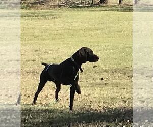 Father of the German Shorthaired Pointer puppies born on 11/14/2024