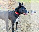 Small #11 Border Collie Mix