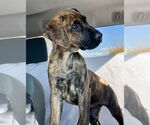 Small #4 Mountain Cur Mix