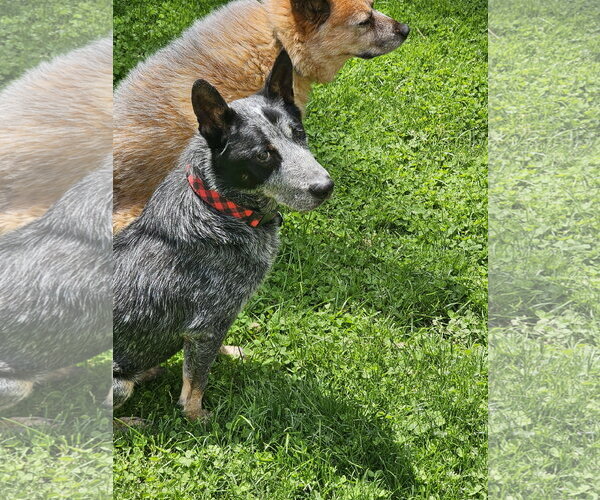 Medium Photo #1 Mutt Puppy For Sale in Garden City, NY, USA
