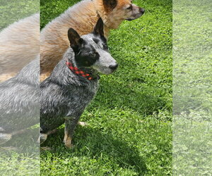 Mutt Dogs for adoption in Garden City, NY, USA