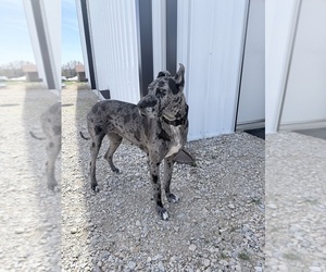 Mother of the Great Dane puppies born on 06/09/2026