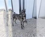 Small Photo #1 Great Dane Puppy For Sale in WEATHERFORD, TX, USA