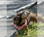 Small #3 Dachshund