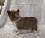 Small #3 Pembroke Welsh Corgi