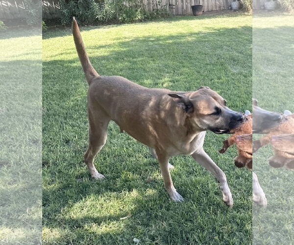 Medium Photo #2 Anatolian Shepherd-Unknown Mix Puppy For Sale in Phoenix, AZ, USA