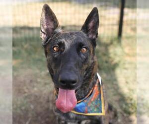 German Shepherd Dog-Unknown Mix Dogs for adoption in San Antonio, TX, USA