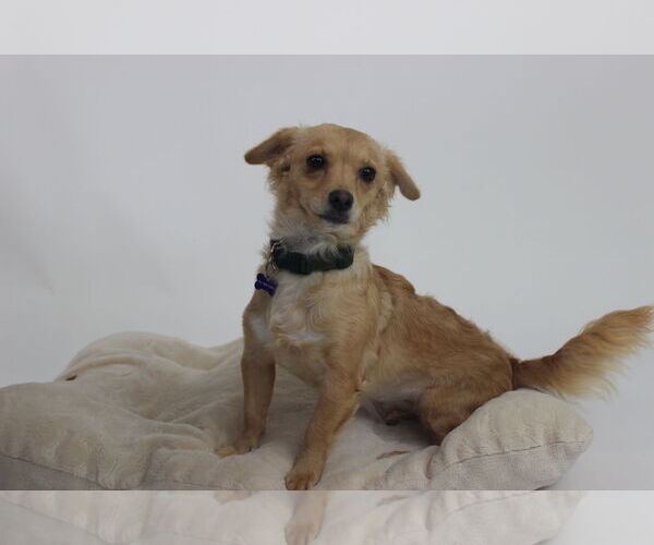 Medium Photo #1 Chihuahua-Unknown Mix Puppy For Sale in Berkeley, CA, USA