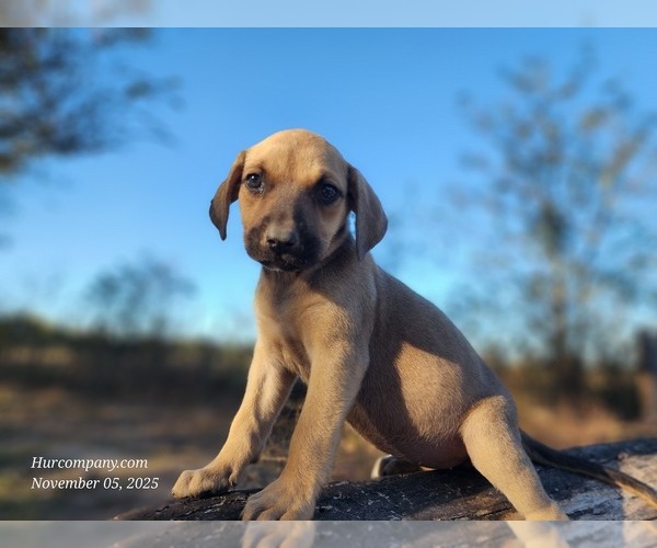 Medium Photo #1 Catahoula Leopard Dog Puppy For Sale in CUMBY, TX, USA