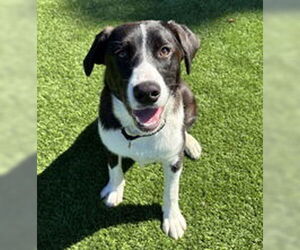 Labrador Retriever Dogs for adoption in Salinas, CA, USA