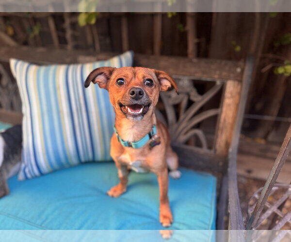 Medium Photo #2 Chihuahua-Unknown Mix Puppy For Sale in Santa Clara, CA, USA