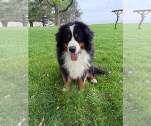 Father of the Bernese Mountain Dog puppies born on 04/22/2025