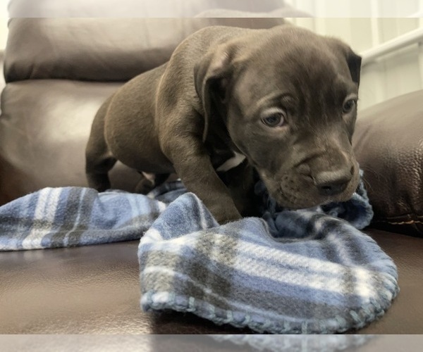 Medium Photo #40 American Bully Puppy For Sale in REESEVILLE, WI, USA