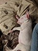 Small Photo #115 Bull Terrier Puppy For Sale in JACKSON, MI, USA