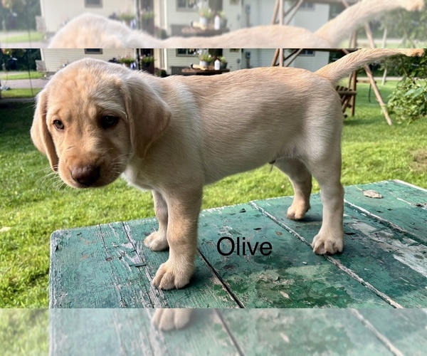 Medium Photo #24 Labrador Retriever Puppy For Sale in STANLEY, WI, USA