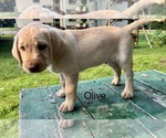 Small Photo #24 Labrador Retriever Puppy For Sale in STANLEY, WI, USA