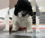 Small Photo #1 Maltipoo Puppy For Sale in JASPER, GA, USA