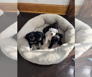 Schnauzer (Miniature) Puppy for Sale in CATSKILL, New York USA