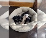 Small Schnauzer (Miniature)