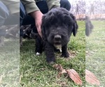 Puppy Puppy 5 green Bernedoodle