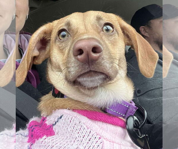 Medium Photo #3 Chiweenie Puppy For Sale in GILBERTS, IL, USA