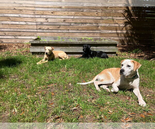 Medium Photo #2 Labrador Retriever-Unknown Mix Puppy For Sale in Mount Pleasant, SC, USA
