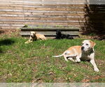 Small #1 Labrador Retriever Mix