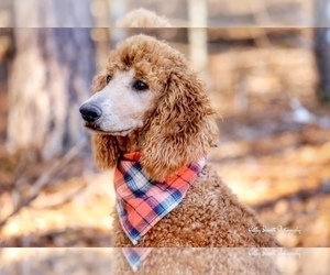 Mother of the Goldendoodle puppies born on 07/26/2023