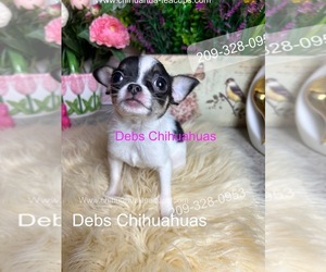 Chihuahua Puppy for Sale in TRACY, California USA