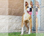 Small #1 American Pit Bull Terrier Mix
