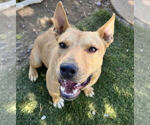 Daisy - Female Carolina Dog-Staffordshire Bull Terrier Mix Dog for Adoption - Photo #4