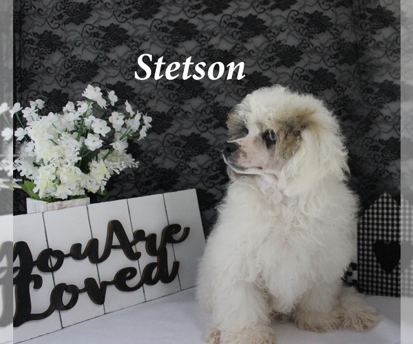 Medium Photo #15 Poodle (Miniature) Puppy For Sale in CHANUTE, KS, USA
