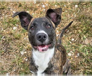 Mountain Cur-Unknown Mix Dogs for adoption in Anniston, AL, USA