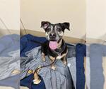 Small American Pit Bull Terrier Mix