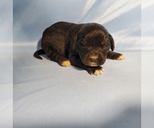 Medium Golden Mountain Dog