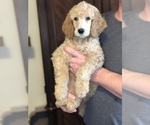 Puppy Peter Poodle (Standard)