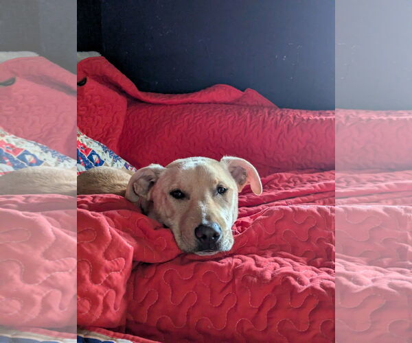 Medium Photo #2 Mutt Puppy For Sale in Mt. Laurel, NJ, USA