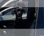 Small Labrador Retriever Mix