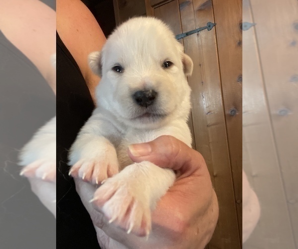 Medium Photo #4 Alusky Puppy For Sale in GARDEN GROVE, CA, USA