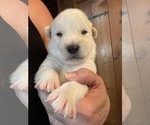 Small Photo #4 Alusky Puppy For Sale in GARDEN GROVE, CA, USA