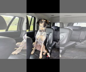 Bluetick Coonhound-Coonhound Mix Dogs for adoption in Oakhurst, NJ, USA