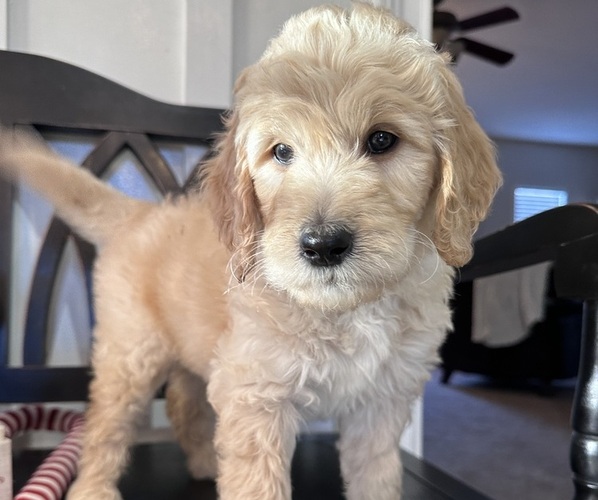 Medium Photo #10 Goldendoodle Puppy For Sale in DAWSONVILLE, GA, USA