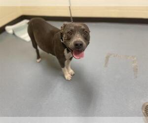 American Pit Bull Terrier Dogs for adoption in Denver, CO, USA