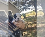 Small #2 Boston Terrier