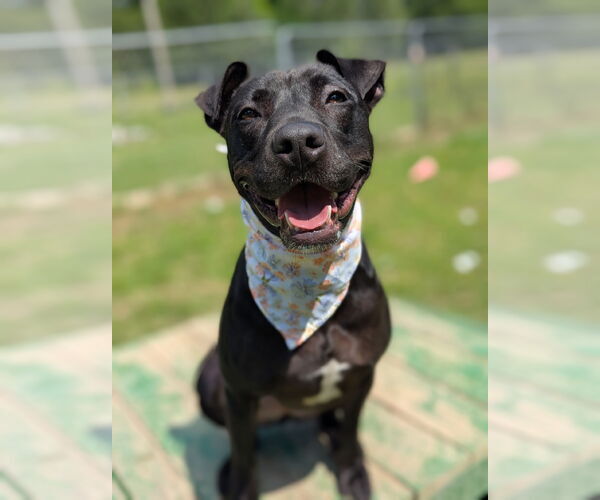 Medium Photo #2 American Pit Bull Terrier-Mountain Cur Mix Puppy For Sale in Calhoun, GA, USA