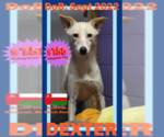 Small #2 Saluki-Whippet Mix