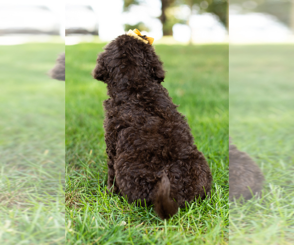 Medium Photo #5 Labradoodle Puppy For Sale in NAPPANEE, IN, USA