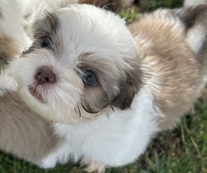 Medium Shih Tzu