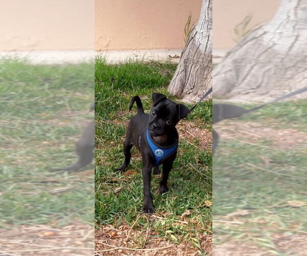 Medium Photo #7 Chug Puppy For Sale in San Diego, CA, USA