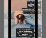 Small Poodle (Toy)-Zuchon Mix